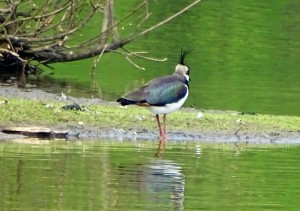 Northern Lapwing (14 april 2014, Renkum, the Netherlands)