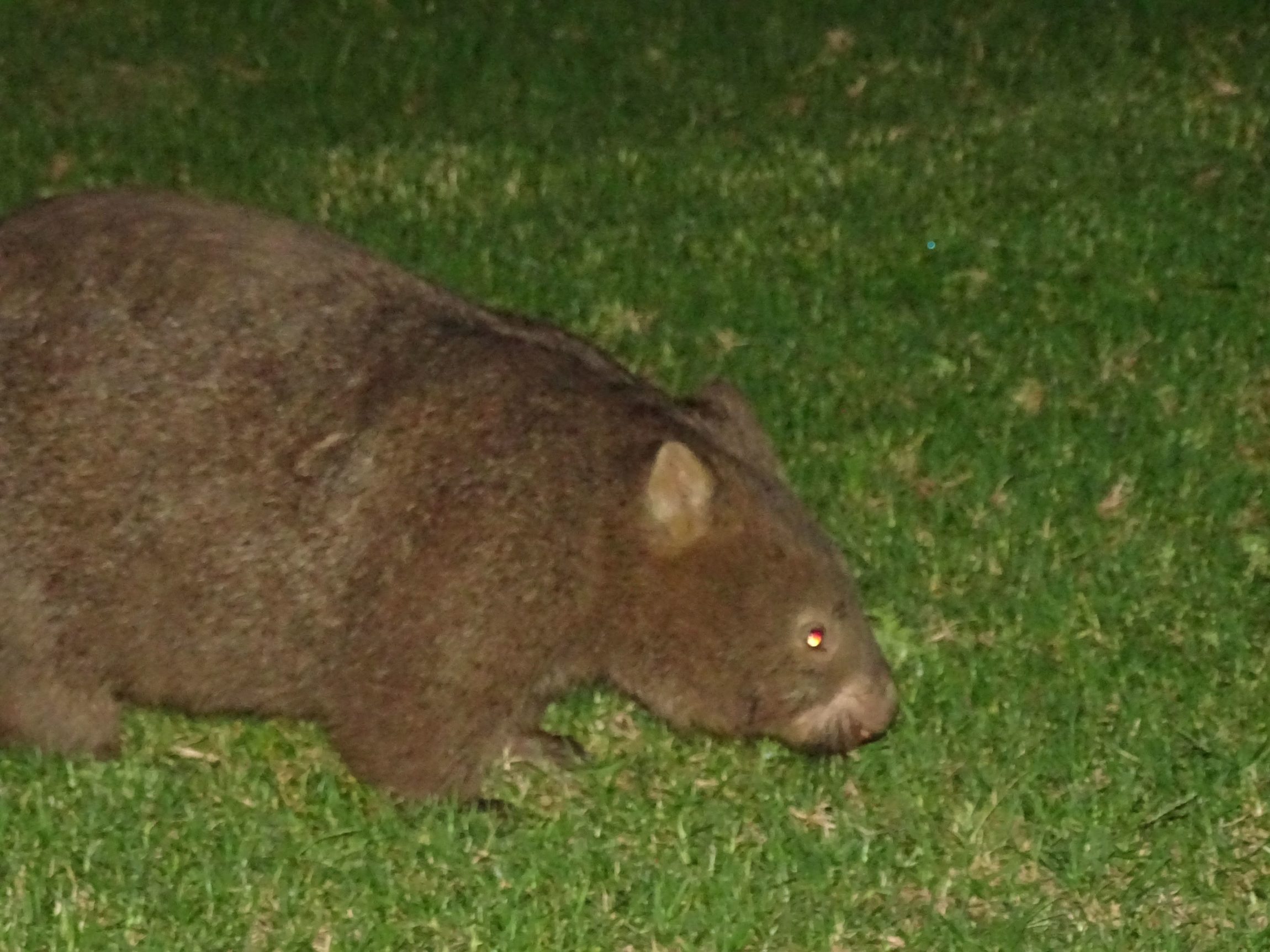 Wombat (This picture is taken with the help of my friend David)