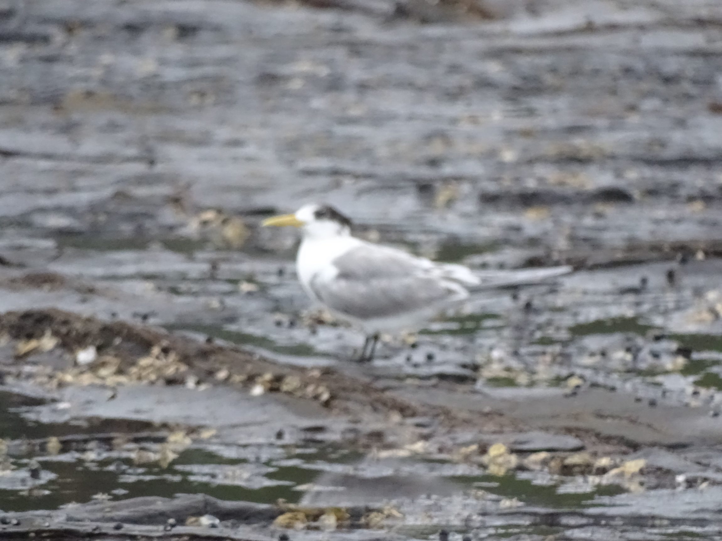 crested tern