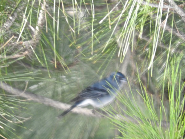 Blue chaffinch Fringilla teydea
