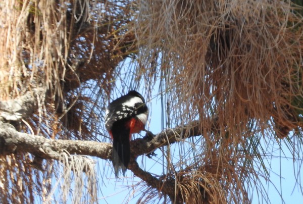 Great spotted woodpecker dendrocropos major canariensis