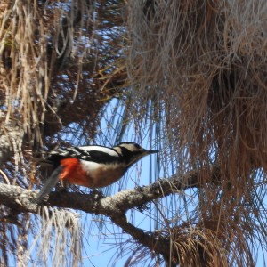 Great spotted woodpecker dendrocropos major canariensis