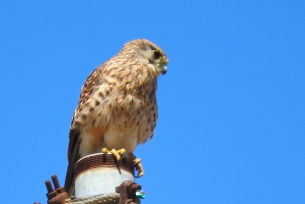 Falco tinnunculus canariensis